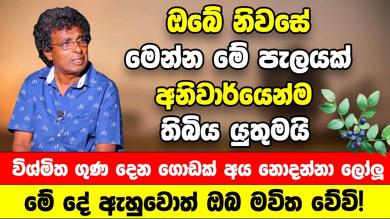 මෙන්න මේ පැලයක් අනිවාර්යෙන්ම ඔබේ නිවසේ තිබිය යුතුමයි