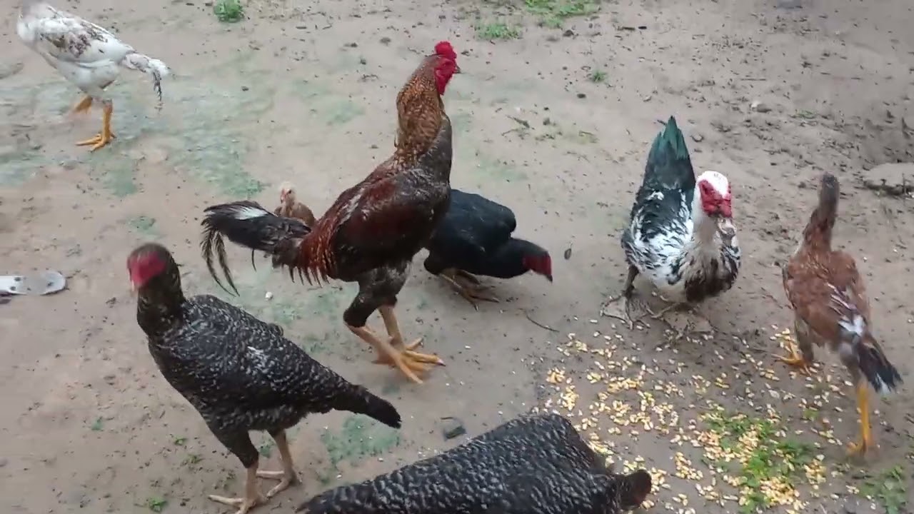 No sítio mostrando Galinha caipira e um pouco da natureza 