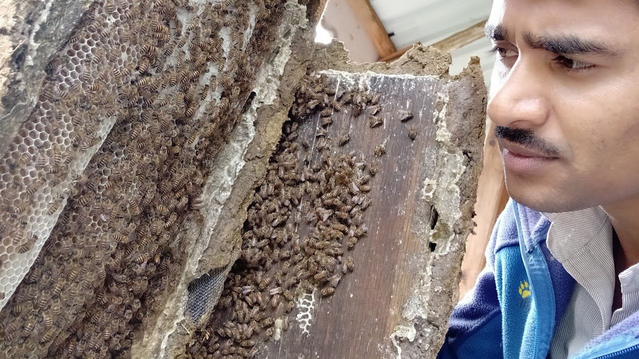 LOCAL DHINDHOR BEEHIVE ❤️