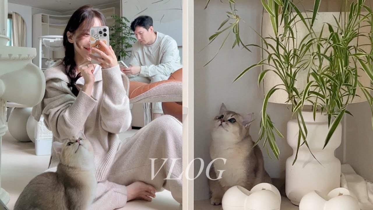 고양이 6마리와 함께하는 VLOG🏡 + 홈카메라가 담은 귀여운 순간