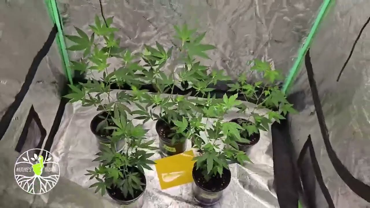 Gaia Green vs Down to Earth Veg Season episode 3