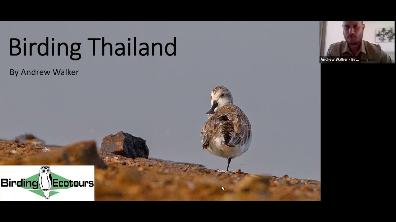 Birding Thailand with Birding Ecotours