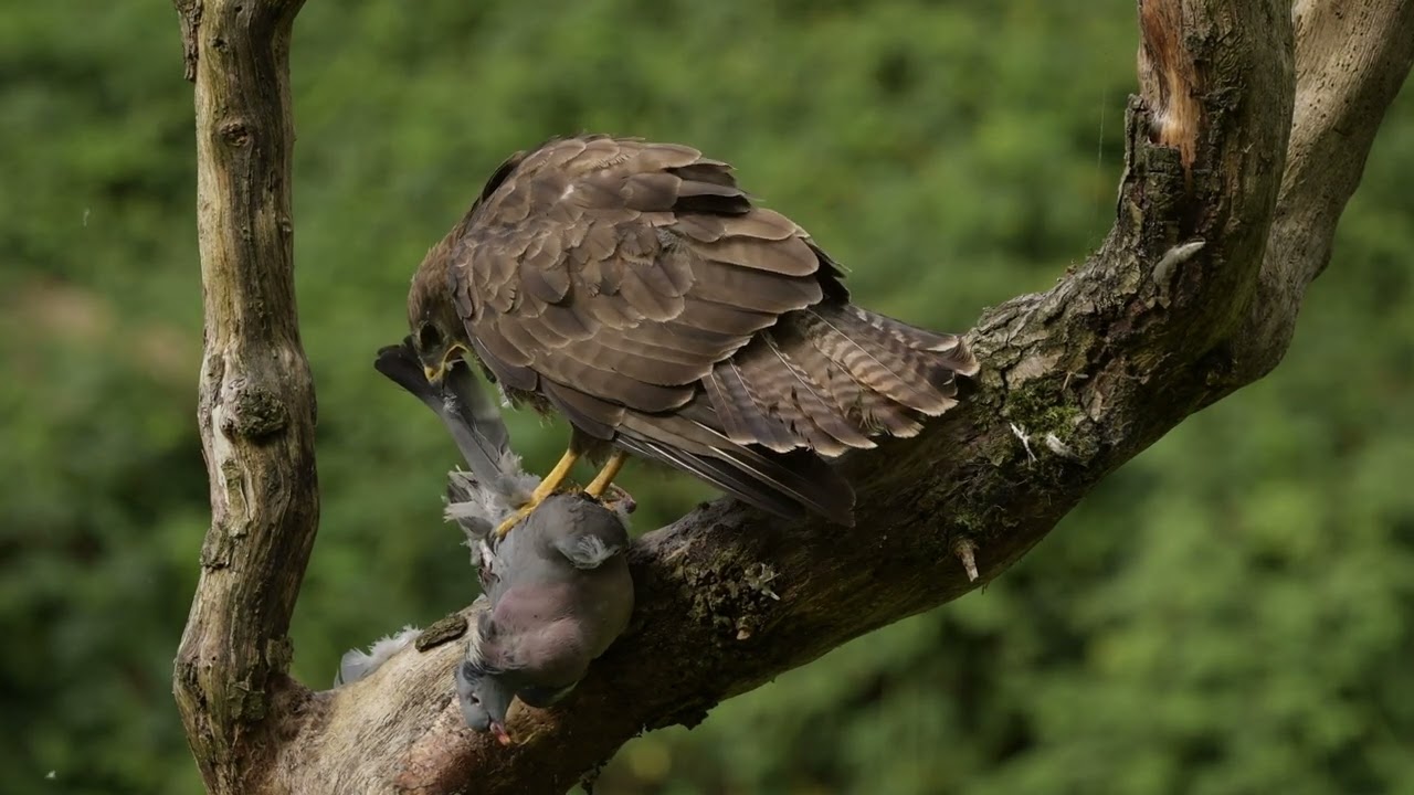 Filming and photographing Buzzards in the UK from a hide.