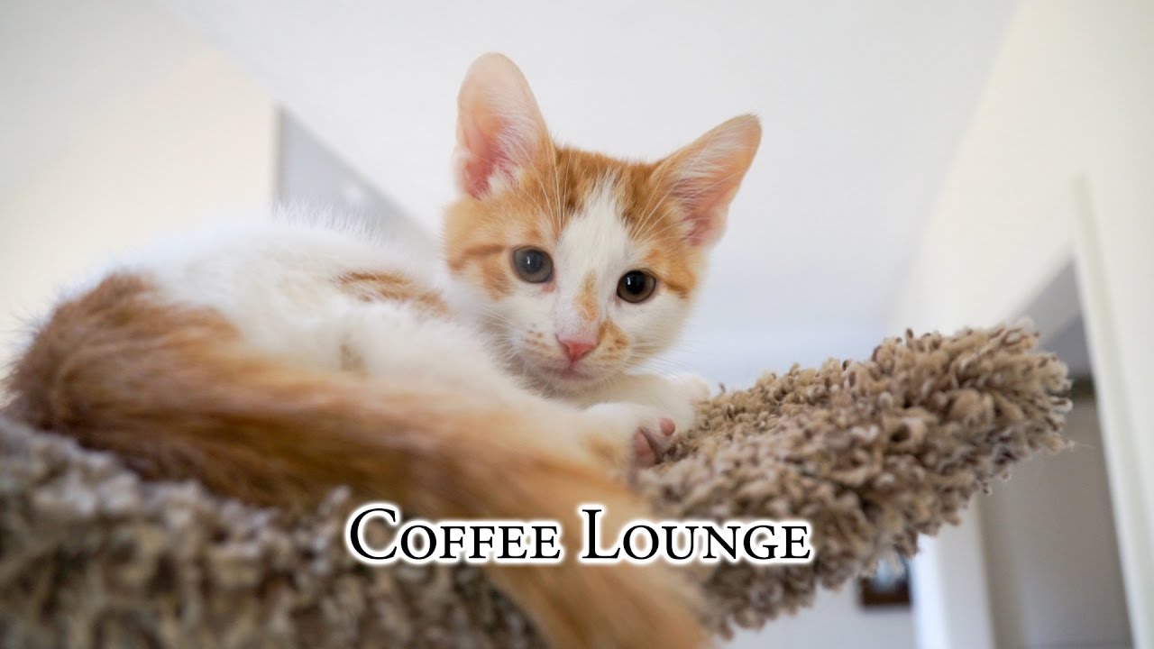Coffee Lounge