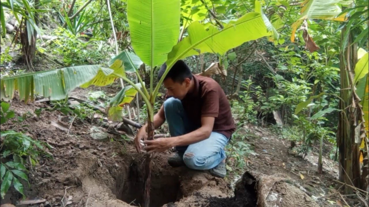 Los agricultores no quieren que sepas ésto? Como sembrar una mata de platano paso a paso.🌱😋🍌
