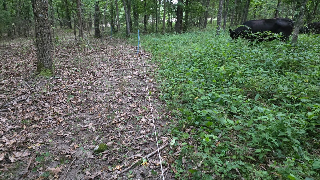 Total Grazing in the woods, and Deer / Quail discussion.