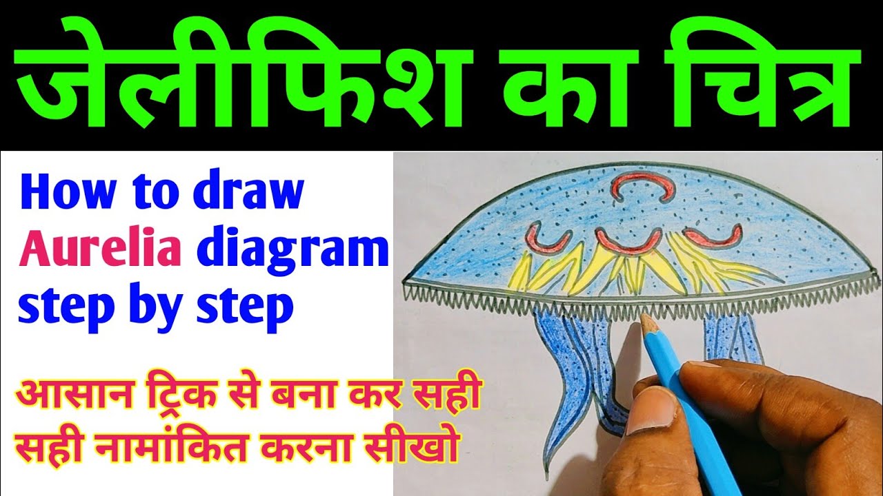 जेलीफिश का चित्र | jellyfish diagram | aurelia diagram | jellyfish drawing | jellyfish painting