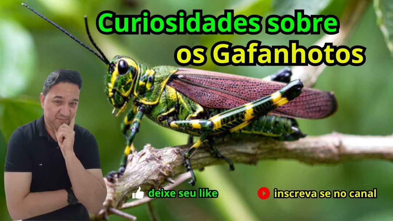 8 - Curiosidades sobre os Gafanhotos que Você nunca Viu.