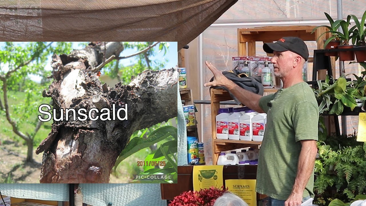 Steve Bell: Not Your Typical  Pruning Seminar