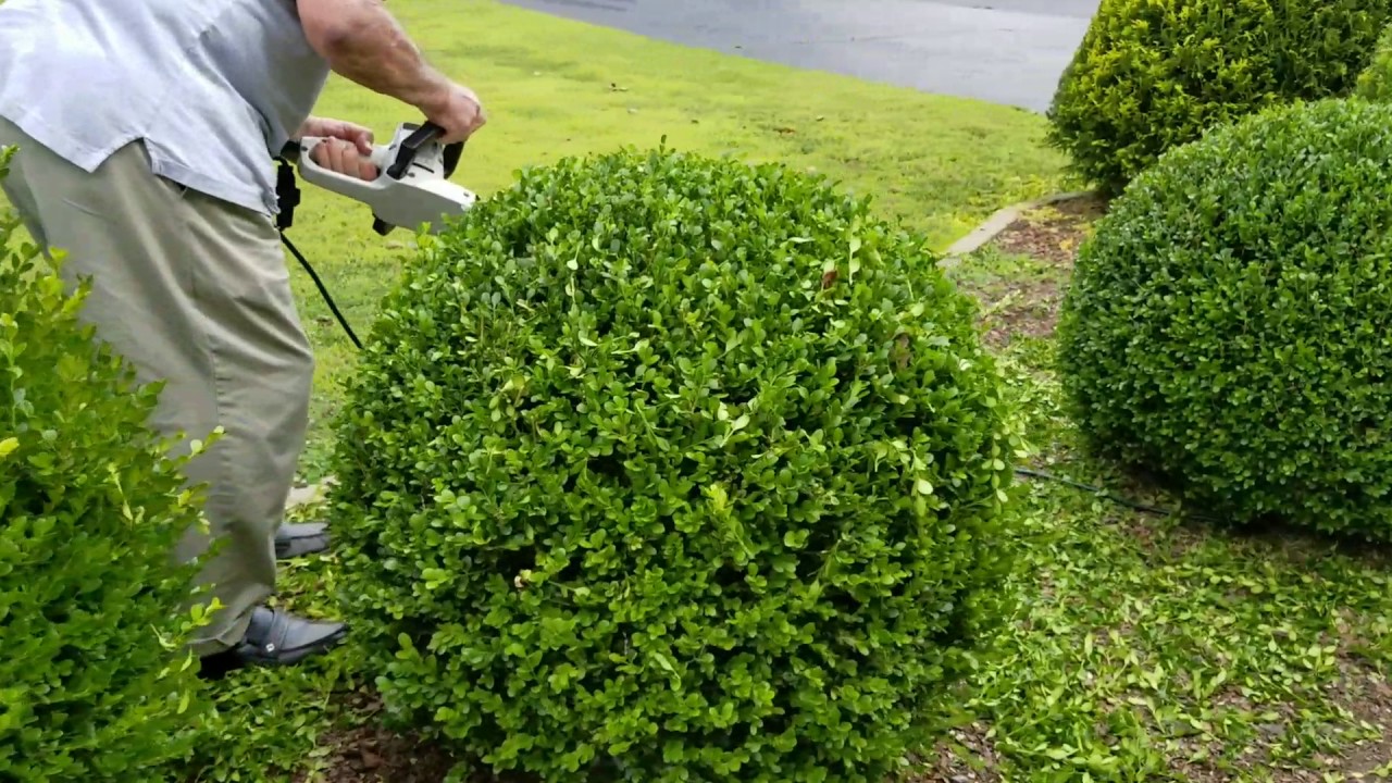 How to trim a perfectly round shrub.