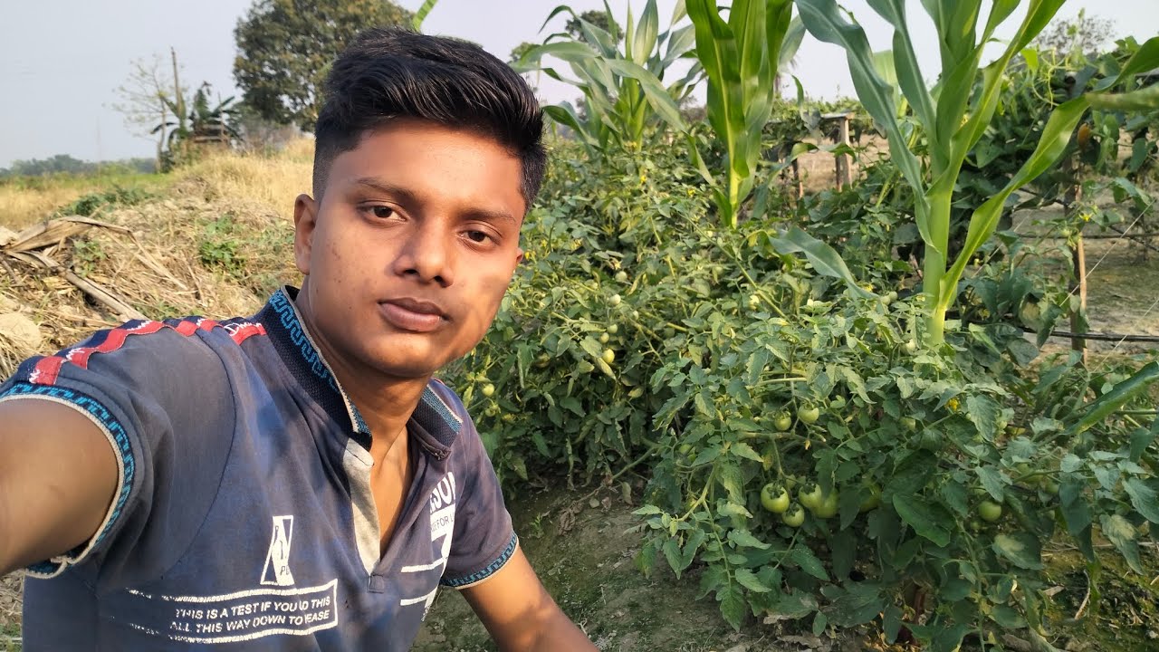 টমেটো জমিতে 