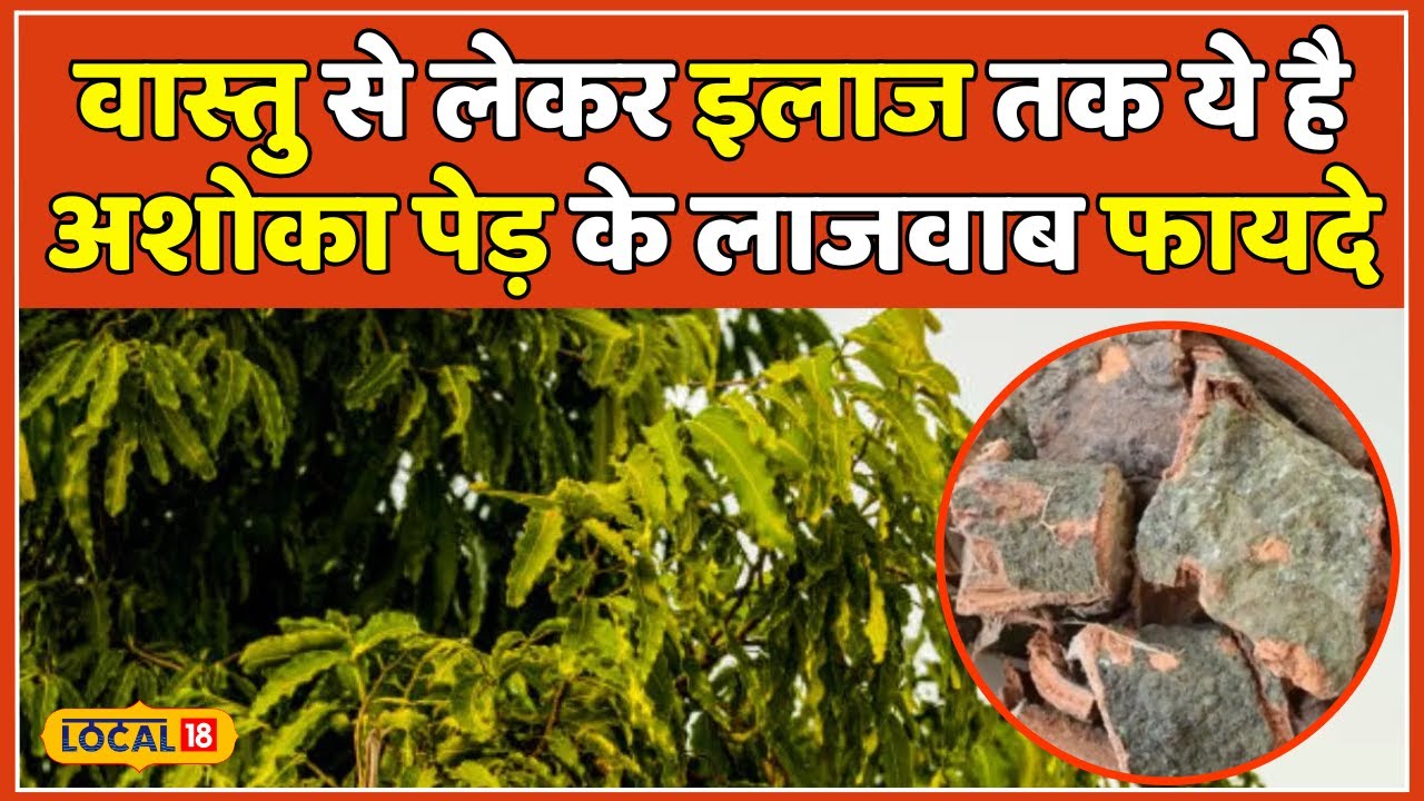 Ashoka tree Benefits: कई गुणों से भरा होता है अशोक का पेड़, जानिए इसके फायदे और औषधीय लाभ #local18