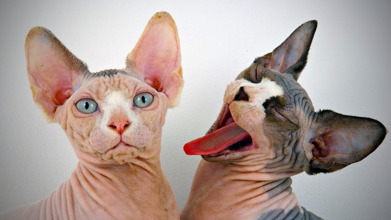 Funny Hairless Cats 😹 Funny Sphinx Cats Fails (Full) [Epic Life]