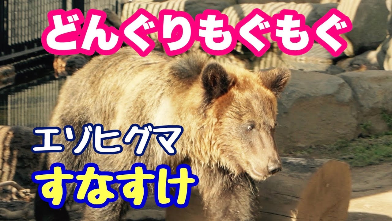 どんぐりもぐもぐすなすけ