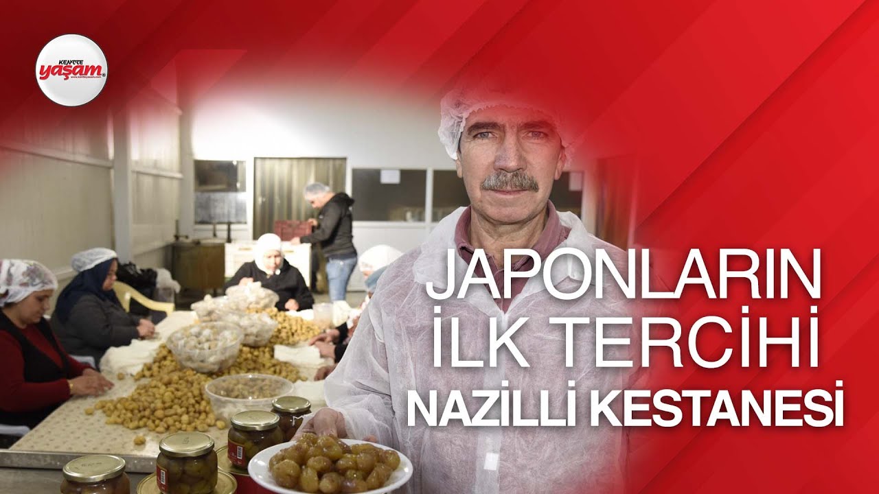 Japonların İlk Tercihi Nazilli Kestanesi