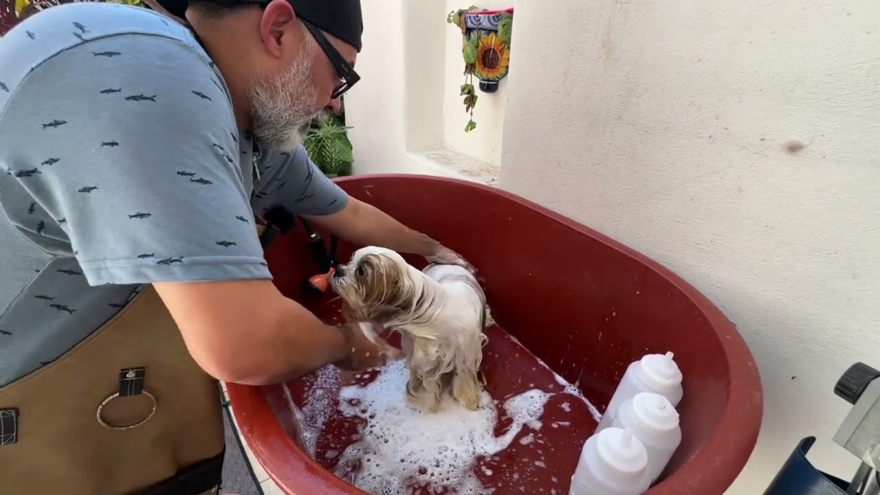 BAÑANDO a mi Shih Tzu con el Kit Hidratación Chiens Artîsan