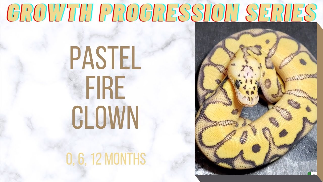 Pastel Fire Clown Ball Python Baby to Sub-Adult Size Growth-Growth Progression Series