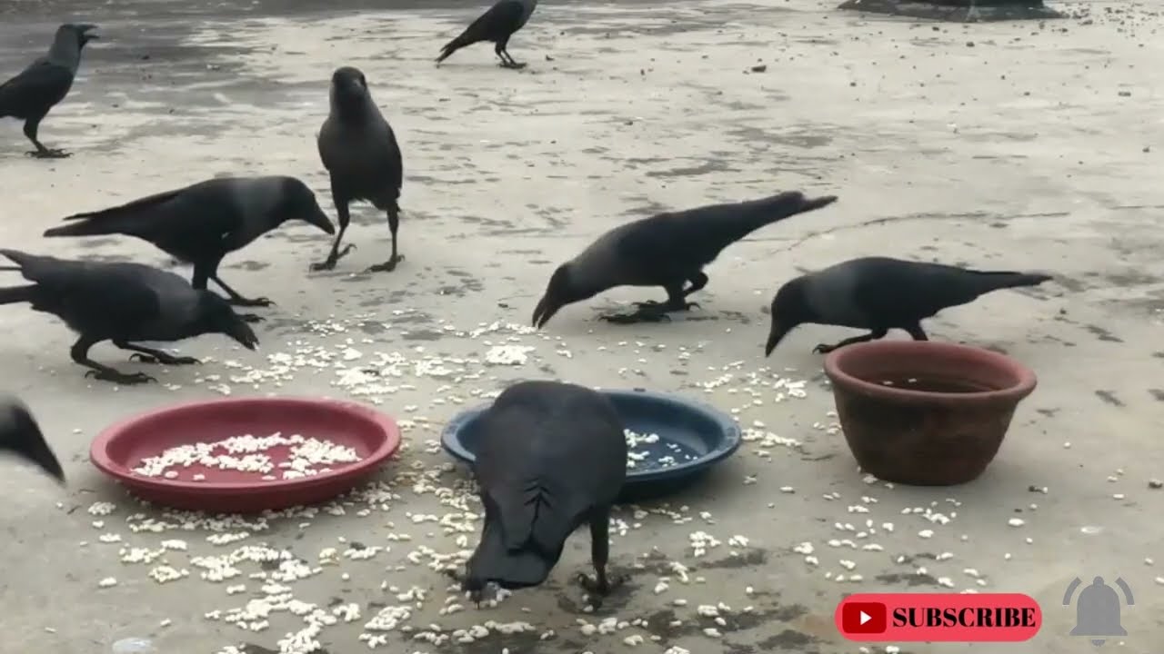Unity of Crows Feeding | Village Crow Call | Village Crows | Crow Sounds