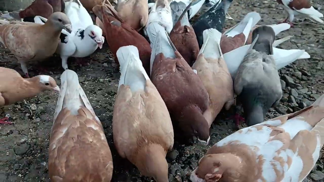 Porumbei voiajori 🕊️🕊️