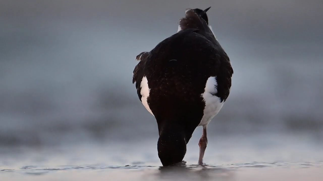 Ostrygojad (Haematopus ostralegus)