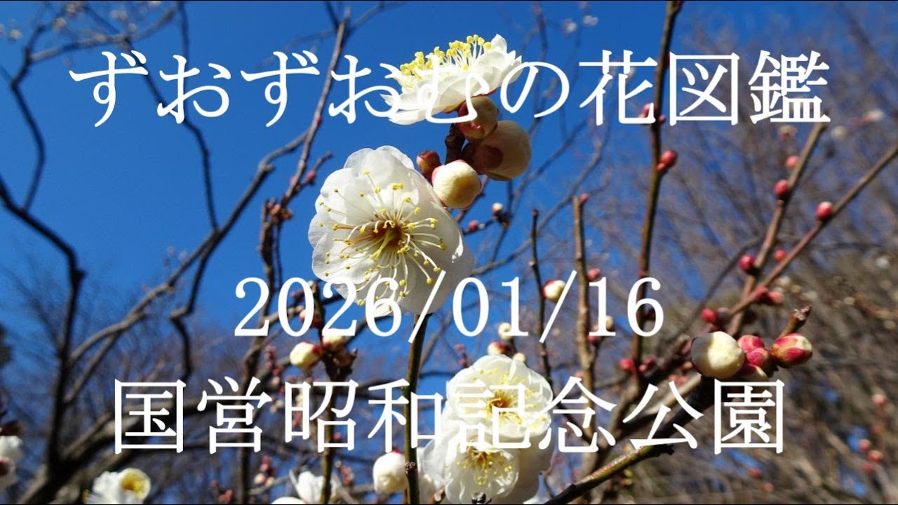 国営昭和記念公園