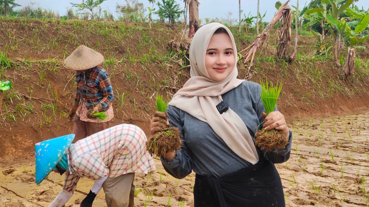 MUSIM HUJAN DI PEDESAAN‼️NENG SARI GADIS DESA TURKI TURUN KESAWAH UNTUK MENANAM PADI