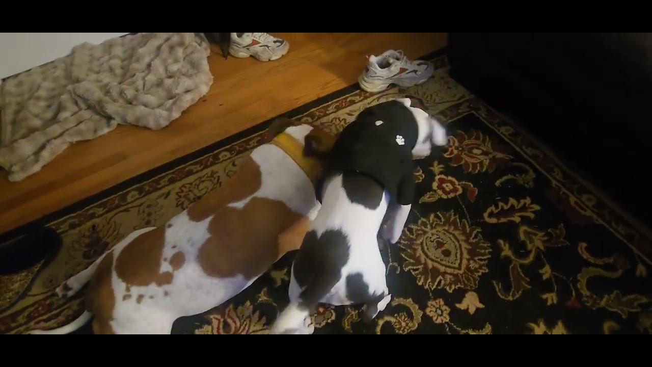 Dogs playing Tug. 