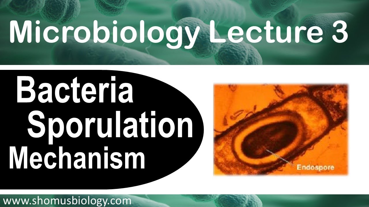 Microbiology lecture 3 | Sporulation of bacteria (How endospore forms?)
