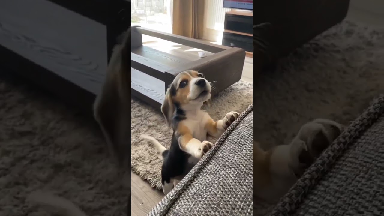 Lovely Beagle Dog Sound ❤ #shorts