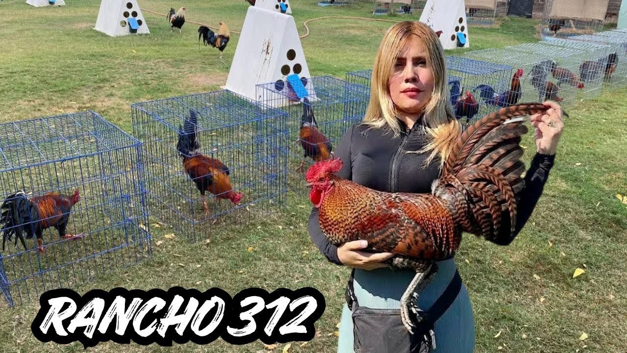 Rancho 312 - Big Farm Feeding Time Free Range Shape Chicken Coop Indoor Outdoor Breeding Pens 🇲🇽