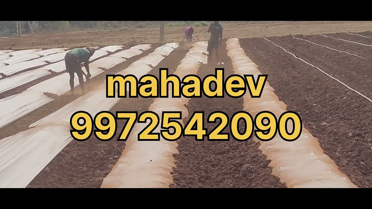 ದಪ್ಪ ಮೆಣಸಿನಕಾಯಿ ಬೆಳೆಗೆ ಬೆಡ್ಡು ಹಾಗೂ ಮುಳ್ಚಿಂಗ್ ಕವರ್ ಅಳವಡಿಕೆ.||capsicum land preparation and mulching||