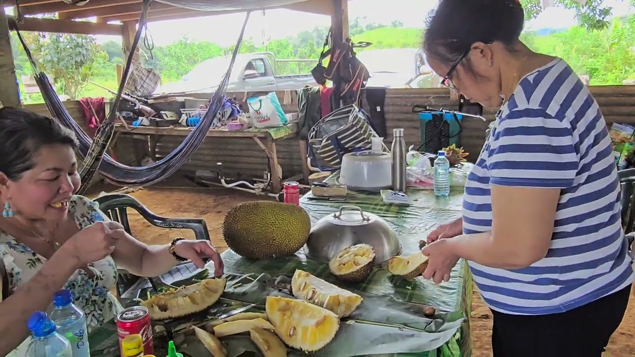 Thawj hnub peb mus noj mov nyob cayenne guyane fab ki av me 