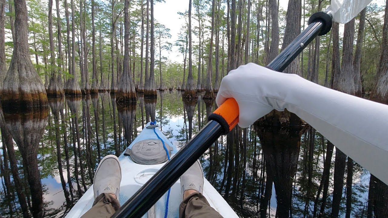 Kayaking through Beautiful Cypress Trees in Florida