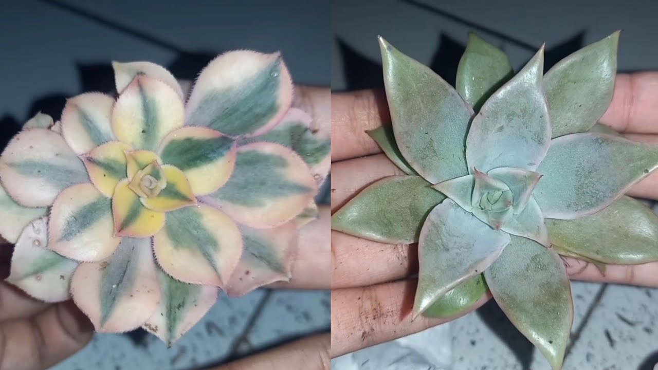 Unboxing Succulent💐⚘️