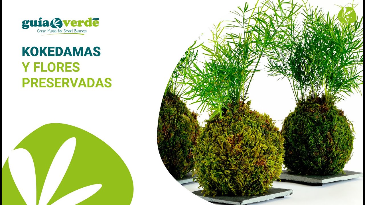 InformativoGV - Kokedamas y flores preservadas