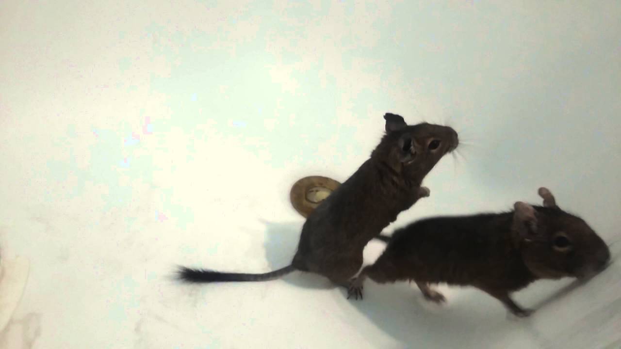 Degu f&uuml;rd&eacute;s