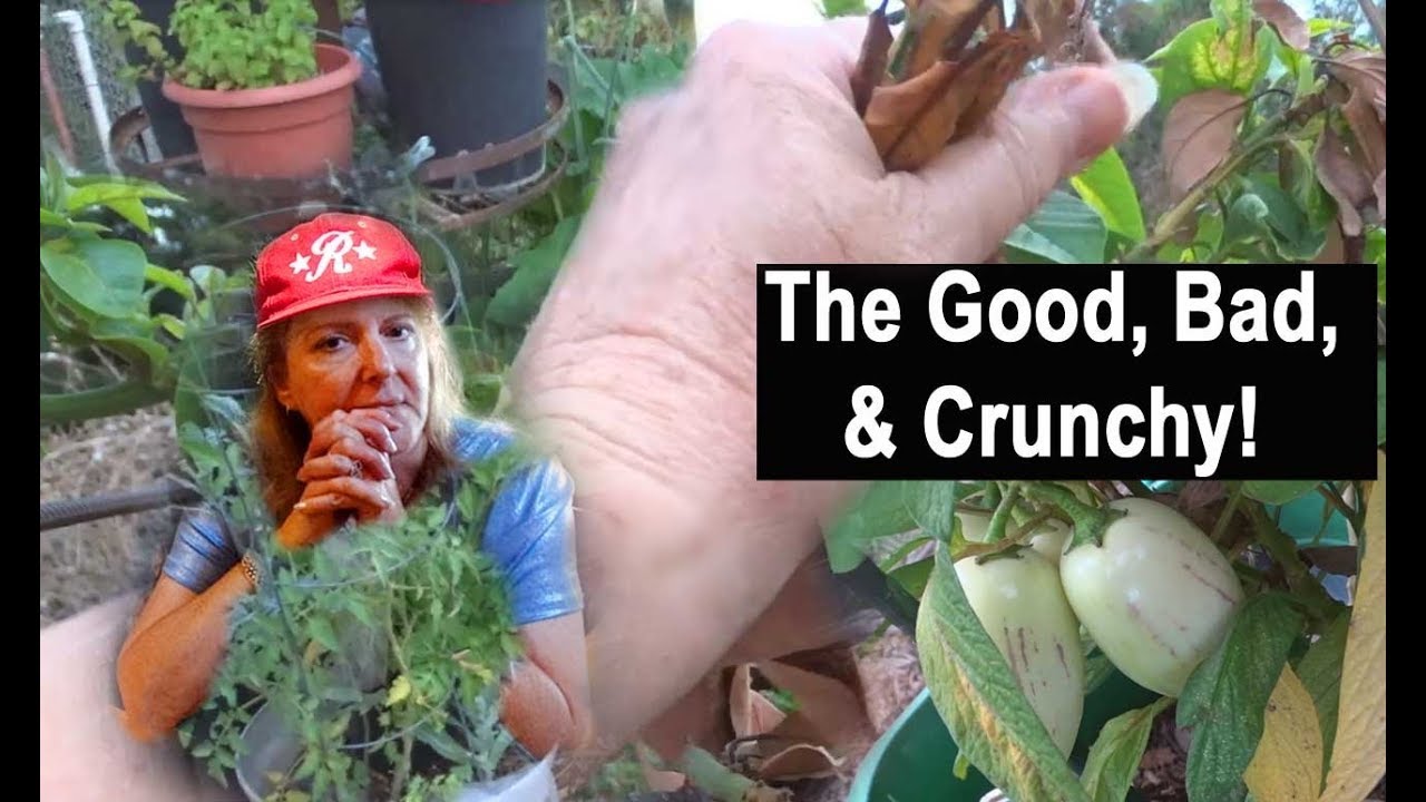 Hot SUMMER Garden Vegetable Tour August Growing Tomatoes Cucumbers Squash Zucchini Kale Mint