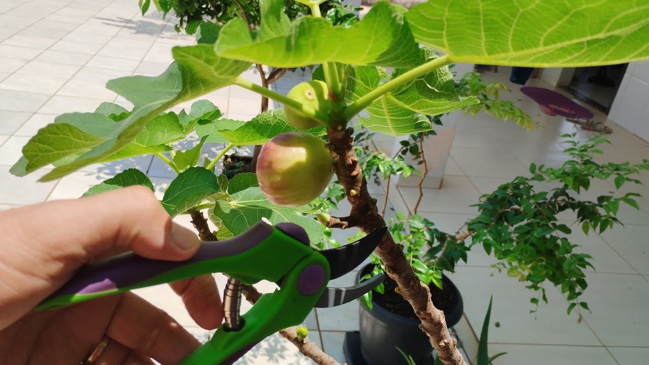 como fazer poda do pé de figo pra lota de frutos