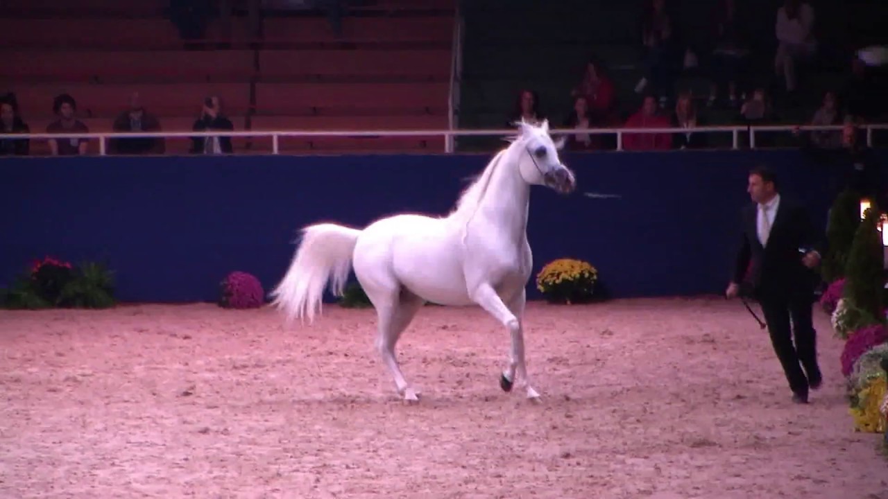 Memories of Aachen 2019 - All Nations Cup - Part 17 - Championship -  Senior Stallions