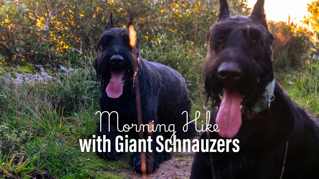 Giant Schnauzers playing in nature | Peaceful morning