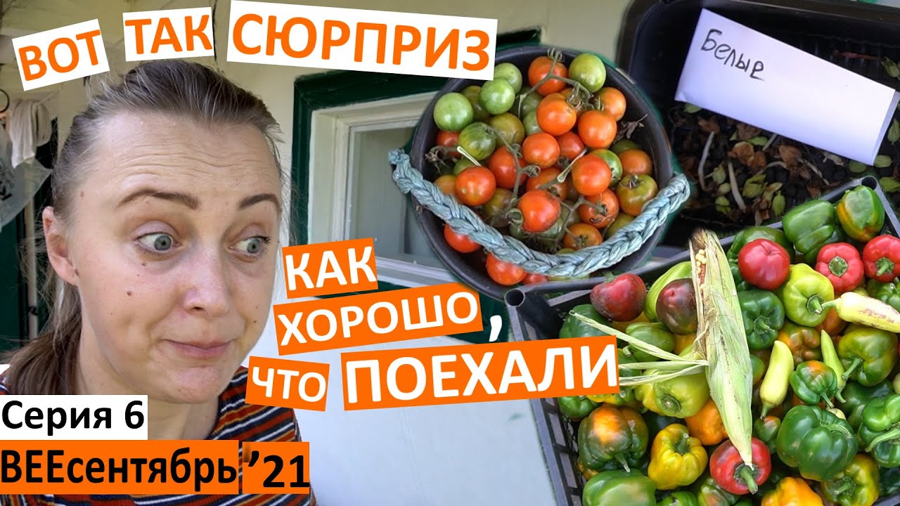 6 серия / вот так сюрприз в селе! / выпросила семена / осенние работы в саду и огороде / урожай /