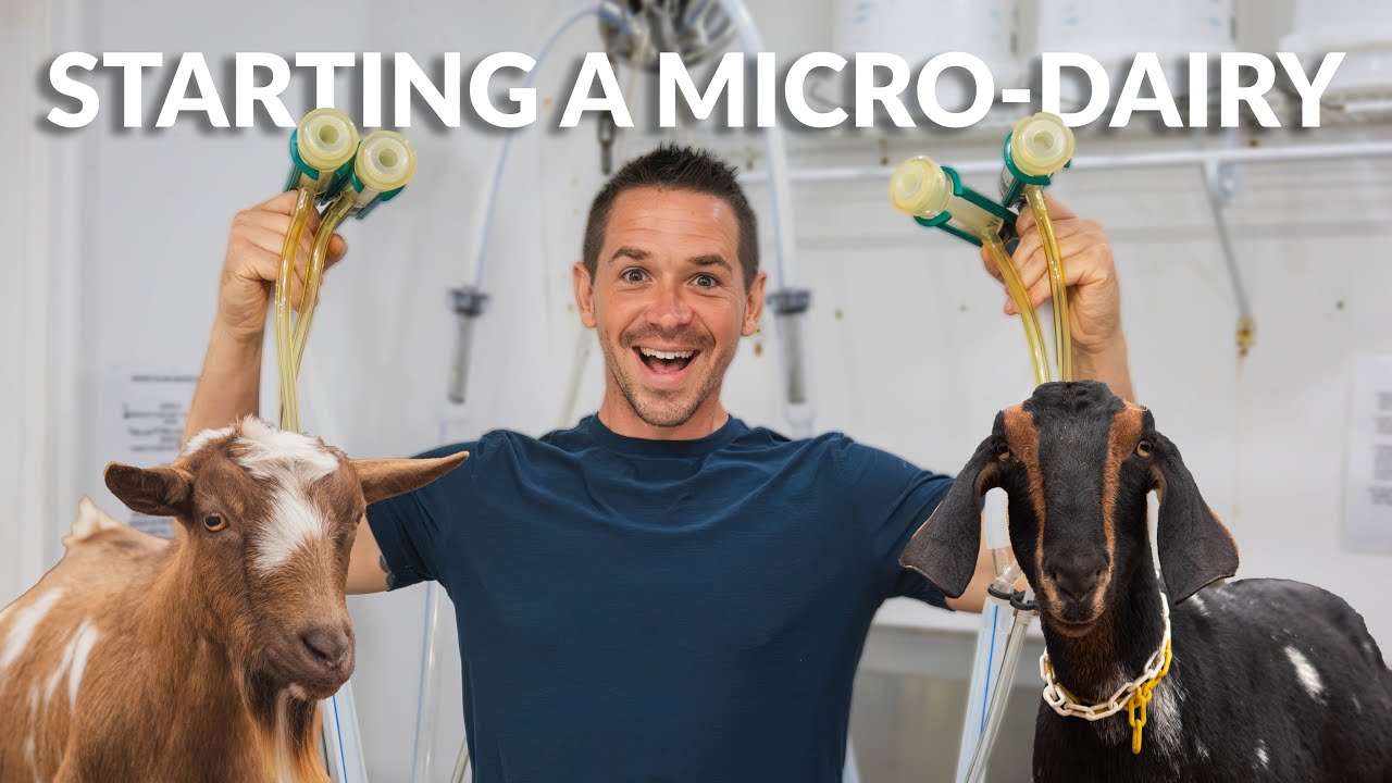 Inside Our Small-Scale Grade A Goat Dairy: A Complete Setup Tour