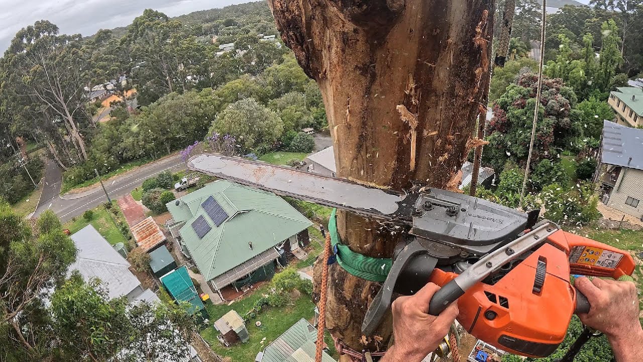 FIRST CLIMB back at work!!! TREE branches failing over the years #REMOVAL