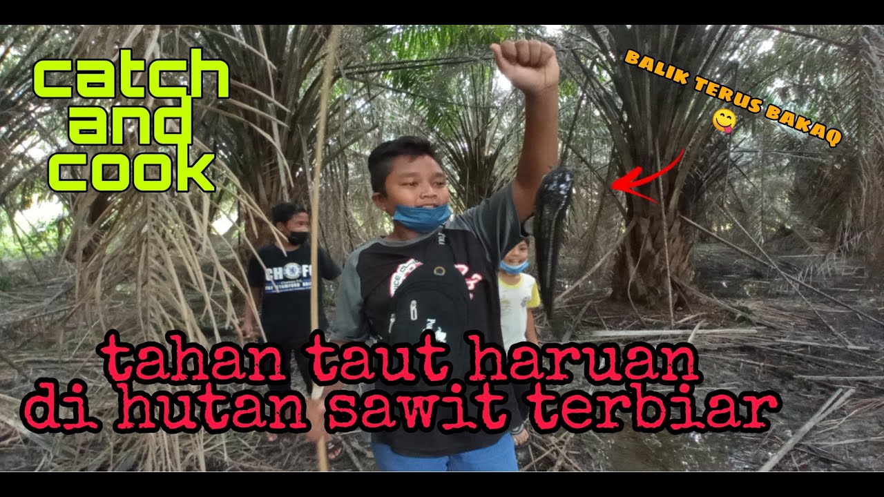 #EP212 Tahan Taut Haruan di Hutan Sawit Terbiar