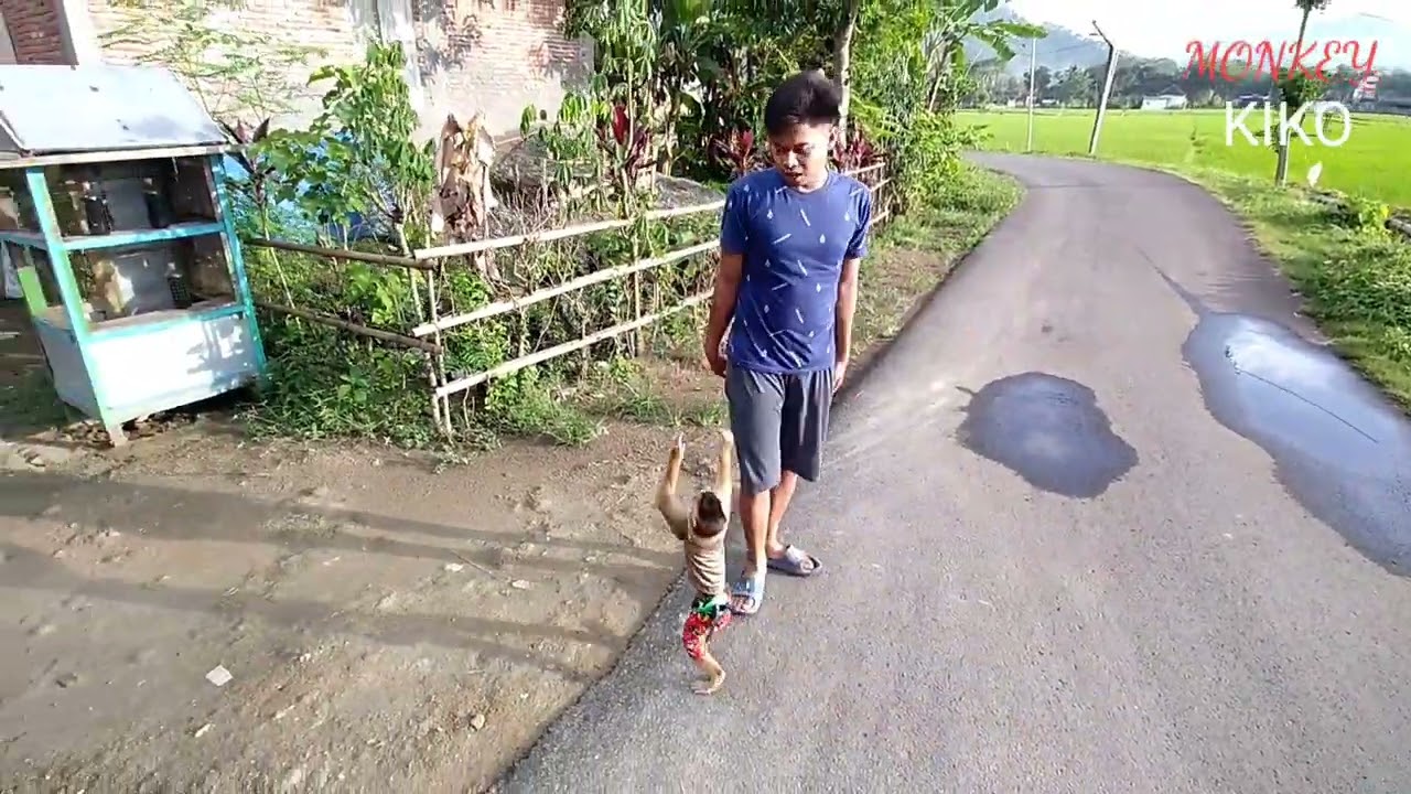 Bermain Dengan Monyet Beruk