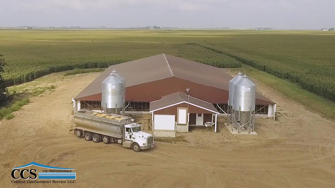 2400 Head Finisher Barn with Schick Sorting System