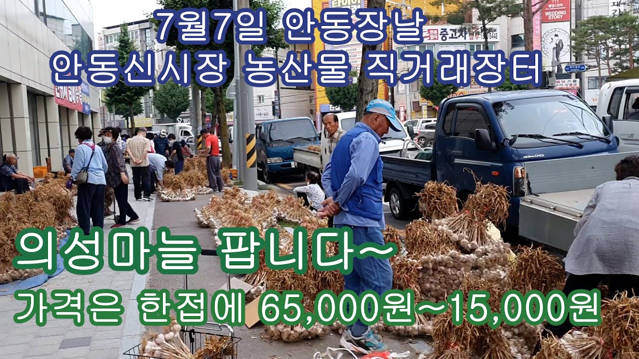 2022년7월7일 안동장날 신시장 농산물직거래장터에서 의성마늘 팝니다~가격은 특대 65,000~소15,000원 한차 거의 다팔고 갑니다~~