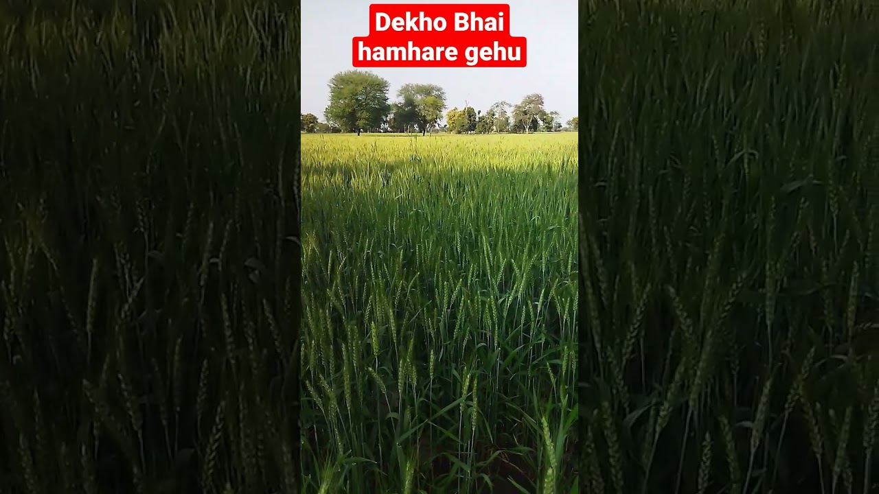 short video #dehati#india #ytshorts # #vilogsvideo #viral #youtube 👈👈❣️❣️🥰😘