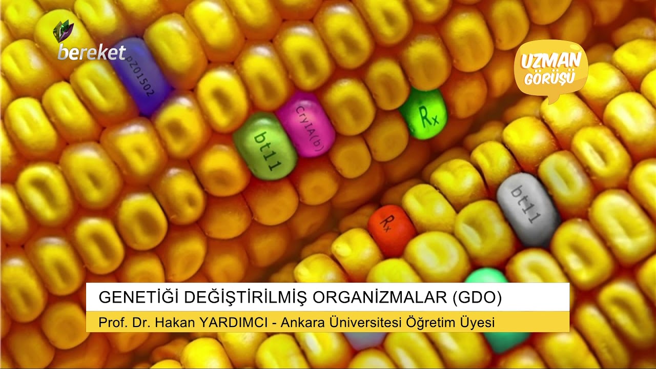 Uzman Görüşü - Genetiği Değiştirilmiş Organizmalar (GDO)