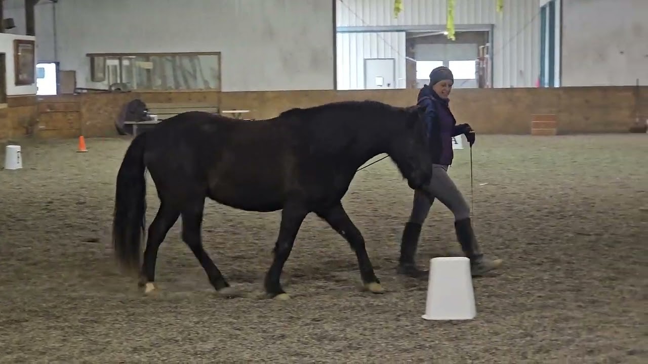 ELO Liberty Dressage Elementary Level Pattern 1 